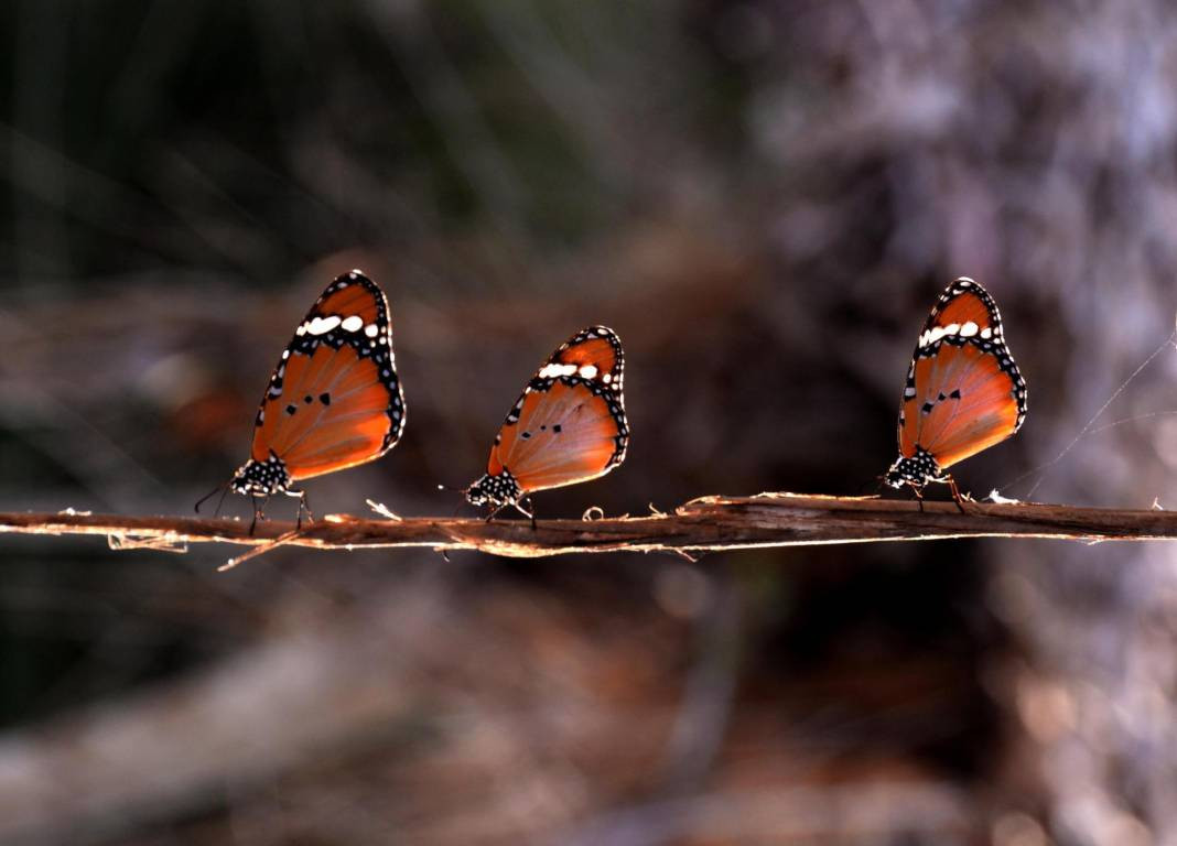 Sultan Kelebeği kendisini gösterdi! Meksika'dan Kanada'ya göç edebiliyor - Resim: 9